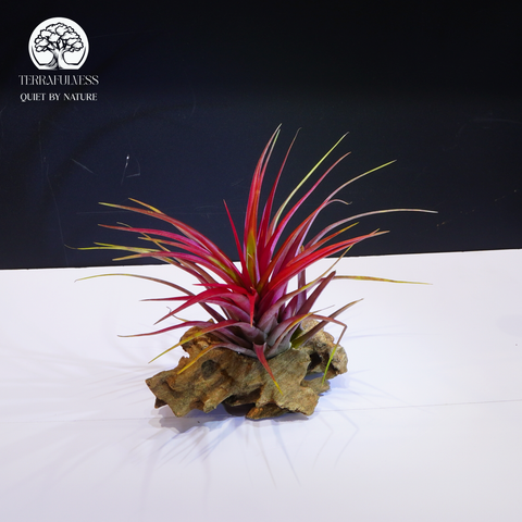 Cây Tillandsia Lonantha - Cây Không Khí Đỏ Lớn