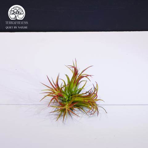Cây Tillandsia Ionantha Rubra - Không Khí Size Trung