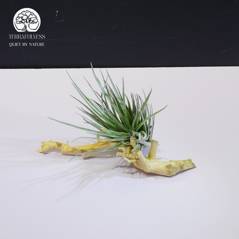 Cây Tillandsia Stricta Green - Không Khí Xanh Size To