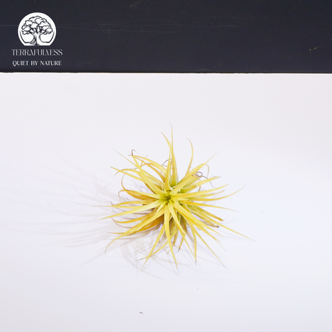 Cây Tillandsia Ionantha Yellow - Không Khí Vàng Size Trung