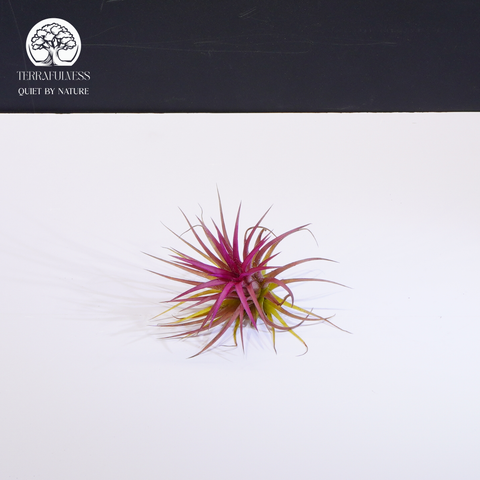 Cây Tillandsia Ionantha Fuego – Không Khí Đỏ Size Trung