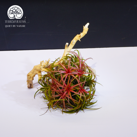 Cây Tillandsia Ionantha Cluster - Không Khí Đỏ Đại