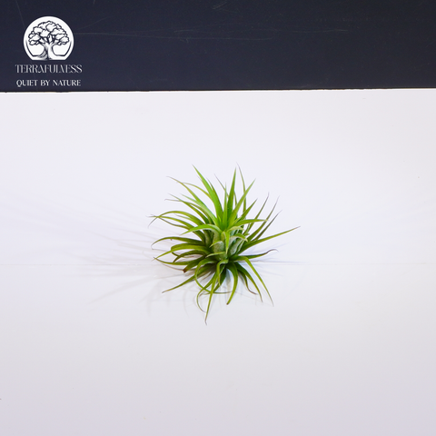 Cây Tillandsia Brachycaulos Nhỏ - Không Khí Xanh Nhỏ