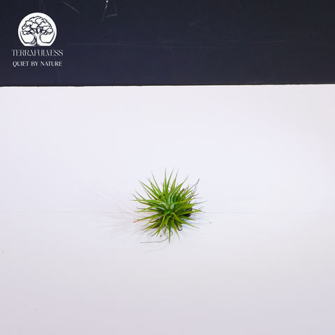 Cây Tillandsia Ionantha Scaposa - Không Khí Xanh Mini