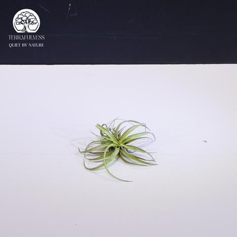 Cây Tillandsia Capitata Peach - Không Khí Mềm Size Trung