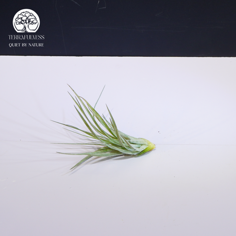 Cây Tillandsia Tenuifolia - Không Khí Xanh Size Trung