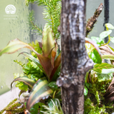 Terrarium Forest Cathedral