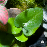 Terrarium Quan Âm Bình An Serene Blessing Terrafulness trang trí Zen