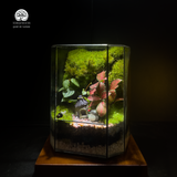 Terrarium Totoro Little Forest Terrafulness tiểu cảnh rừng mini dễ thương