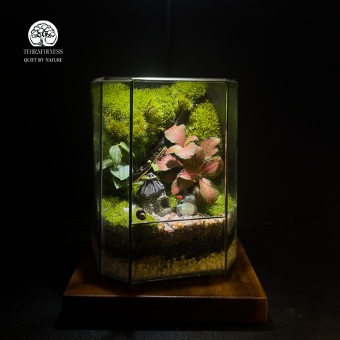 Terrarium Totoro Little Forest Terrafulness tiểu cảnh rừng mini dễ thương