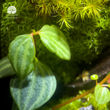 Terrarium Totoro Little Forest Terrafulness tiểu cảnh rừng mini dễ thương