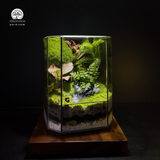Green Harmony Terrarium Giai Điệu Xanh Totoro Terrafulness rừng ẩm Fittonia đỏ