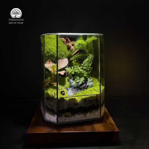 Green Harmony Terrarium Giai Điệu Xanh Totoro Terrafulness rừng ẩm Fittonia đỏ