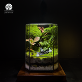 Green Harmony Terrarium Giai Điệu Xanh Totoro Terrafulness rừng ẩm Fittonia đỏ