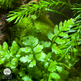 Green Harmony Terrarium Giai Điệu Xanh Totoro Terrafulness rừng ẩm Fittonia đỏ