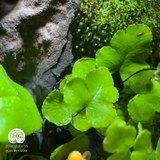 The Calm Duo Terrarium Cặp Đôi Capybara Terrafulness quà tặng an nhiên