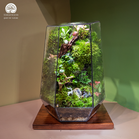 Terrarium Vạn Phúc - Bể Đa Giác Ngang - Quà Tặng Độc Đáo
