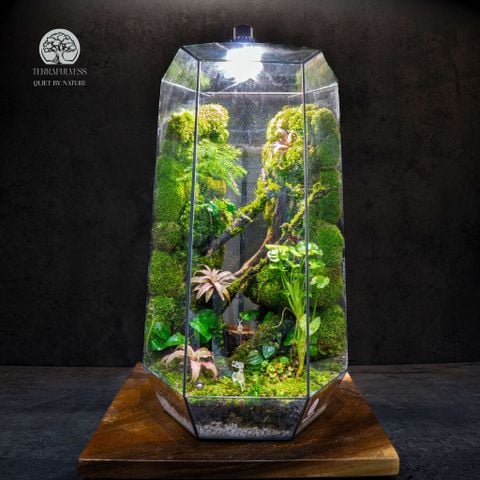 Terrarium Ngọc Trụ Lâm - Rừng Xanh Giữa Không Gian Sống