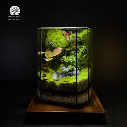 Green Harmony Terrarium Giai Điệu Xanh Totoro Terrafulness rừng ẩm Fittonia đỏ