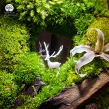 Terrarium Bạch Lộc Ẩn Lâm - Bể Đa Giác - Decor Phòng Ngủ