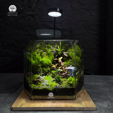 Terrarium Vũ Khúc - Bể Đa Giác - Nhịp Chuyển Của Thiên Nhiên