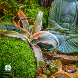 Zen Terrarium Tịch Lâm | Bể Đa Giác - Trang Trí Cho Không Gian Thiền
