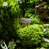 Terrarium