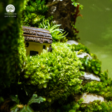 Terrarium