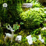 Terrarium