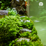 Terrarium