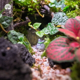 Terrarium Tàn Tích Eden