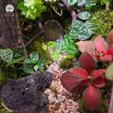 Terrarium Tàn Tích Eden