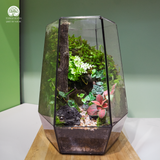 Terrarium Tàn Tích Eden