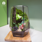 Terrarium Tàn Tích Eden