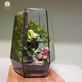 Terrarium Tàn Tích Eden