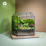 Terrarium Mossoria