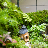 Terrarium Mossoria
