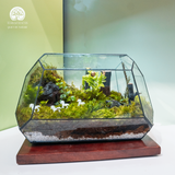 Terrarium Ivory Gallop