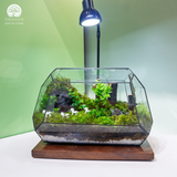 Terrarium Ivory Gallop