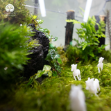 Terrarium Ivory Gallop