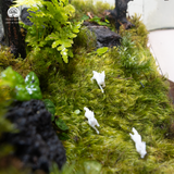 Terrarium Ivory Gallop