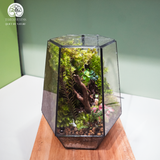 Terrarium Thâm Mộc Giới Quà Tặng Xanh