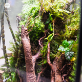 Terrarium Thâm Mộc Giới Quà Tặng Xanh