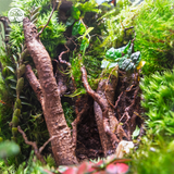 Terrarium Thâm Mộc Giới Quà Tặng Xanh