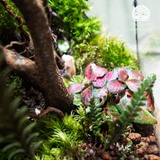 Terrarium Thâm Mộc Giới Quà Tặng Xanh
