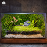 Terrarium