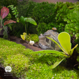 Terrarium
