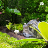 Terrarium