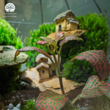 Terrarium