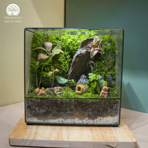 Terrarium Sylva Nocturne - Bể Hộp Chữ Nhật - Decor Bàn Học